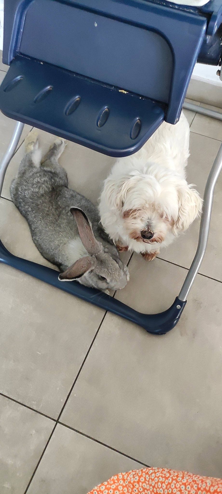 Patchi Et Curly Mon Pinou