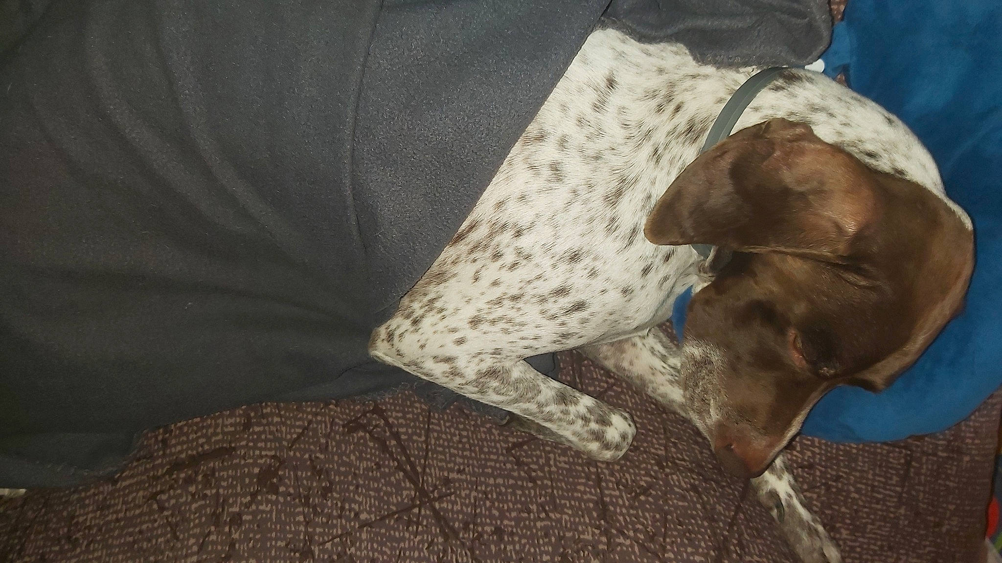 Sam participe au concours pour gagner de l'argent avec cette photo : canidae, carnivore, collar, comfort, companion_dog, dog, dog_breed, dog_collar, dog_supply, fawn, gun_dog, liver, pet_supply, pointer, pointing_breed, sighthound, snout, sporting_group, tail, working_animal