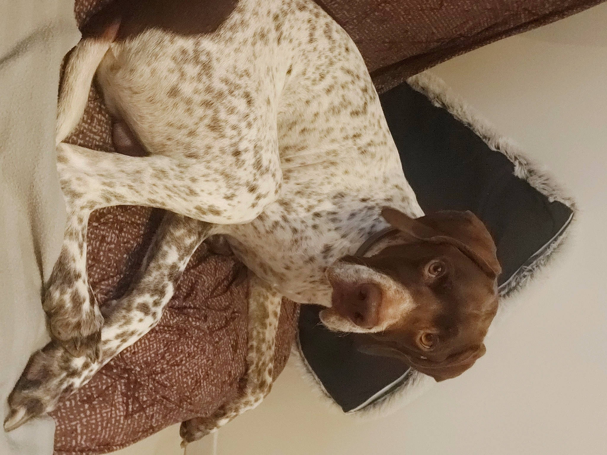 Sam a rejoint le concours — aidez-le/la à gagner de superbes lots ! art, carnivore, dog, dog_breed, fashion_accessory, fawn, felidae, fur, grey, hat, monument, sculpture, small_to_medium_sized_cats, statue, tail, trunk, visual_arts, whiskers, wood, working_animal