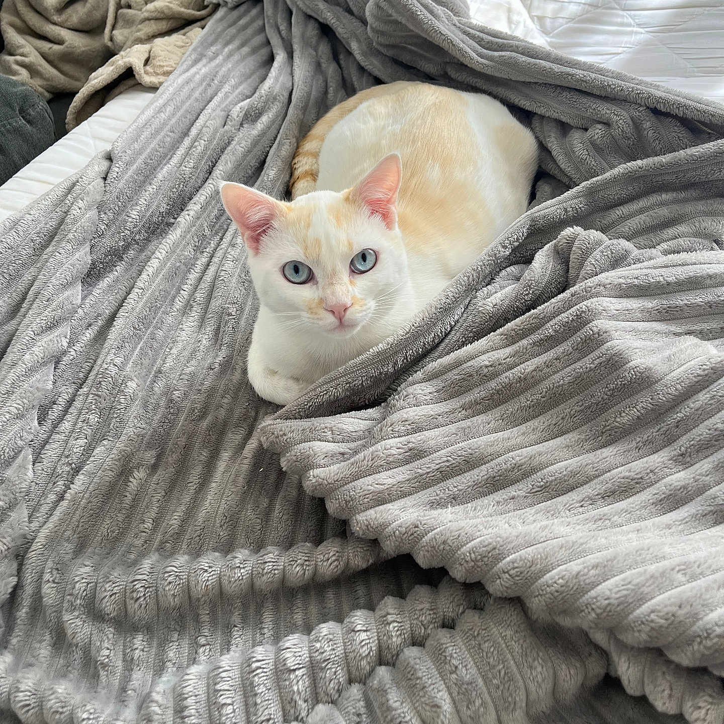 Snow a rejoint le concours — aidez-le/la à gagner de superbes lots ! animal, bed, blanket, blue_eyes, cat, comfort, cozy, cream, cute, domestic, feline, fur, indoor, pet, relaxed, resting, soft_texture, striped_blanket, warm, white