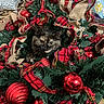 Nala joined the competition — help win amazing prizes! cat, tortoiseshell, christmas_wreath, red_baubles, plaid_ribbon, holiday_decorations, greenery, indoor, curious, pet, festive, animal, playful, feline, closeup, ornaments, holiday, decor, cozy, cute