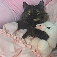 Nala joined the competition — help win amazing prizes! animal, bed, blanket, cat, comfort, cozy, cute, fur, furry, indoor, pet, pig_toy, pink, plush_toy, resting, sleepy, snuggle, soft, tortoiseshell_cat, whiskers