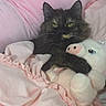 animal, bed, blanket, cat, comfort, cozy, cute, fur, furry, indoor, pet, pig_toy, pink, plush_toy, resting, sleepy, snuggle, soft, tortoiseshell_cat, whiskers