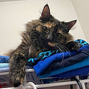 Nala joined the competition — help win amazing prizes! animal, black, blue, cat, close_up, clothes, cozy, curious, ears, face, feline, folded_clothes, fur, indoor, paw, pet, resting, tortoiseshell, whiskers
