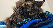 Nala joined the competition — help win amazing prizes! animal, blue, cat, clothes, cozy, curious, ears, feline, fluffy, household, indoor, paw, pet, relaxed, resting, soft, stack, texture, tortoiseshell, whiskers