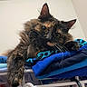 Nala joined the competition — help win amazing prizes! animal, blue, cat, clothes, cozy, curious, ears, feline, fluffy, household, indoor, paw, pet, relaxed, resting, soft, stack, texture, tortoiseshell, whiskers