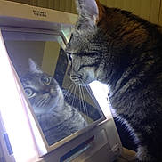 Bentley is registered to the contest to win money with this photo: cat, tabby, reflection, mirror, indoor, curious, whiskers, face, close_up, pet, animal, feline, light, vanity_mirror, eyes, fur, looking, focused, household, cute