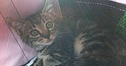 Bentley is registered to the contest to win money with this photo: animal, blanket, cat, cozy, curious, cute, ears, feline, fur, indoor, kitten, pet, pink, resting, small, soft, tabby, whiskers, young, zebra_pattern