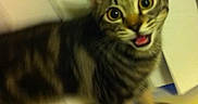 Bentley is registered to the contest to win money with this photo: cat, tabby, pet, animal, feline, indoor, blurred, cute, wide_eyes, open_mouth, fur, whiskers, ears, standing, domestic_animal, looking, face, mouth, expression, young_cat