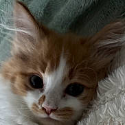 Malakai joined the competition — help win amazing prizes! kitten, cat, close_up, orange_and_white, fur, pet, animal, whiskers, nose, ears, soft, blanket, cute, indoor, young, feline, sleepy, cozy, face, portrait