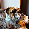 animal, blanket, brown_and_white, bulldog, close_up, dog, eyes, fleece, floppy_ears, folds, funny_expression, fur, home, indoors, muzzle, nose, pet, portrait, resting, wrinkles