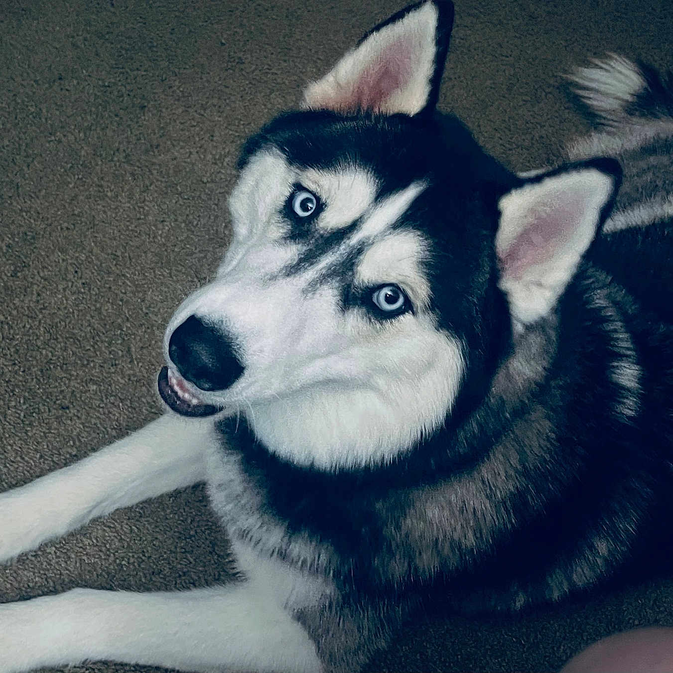 Dixie is registered to the contest to win money with this photo: animal, bodypart, canine, dog, eskimodog, hound, husky, mouth, person, pet, puppy, snout, tongue, whitedog