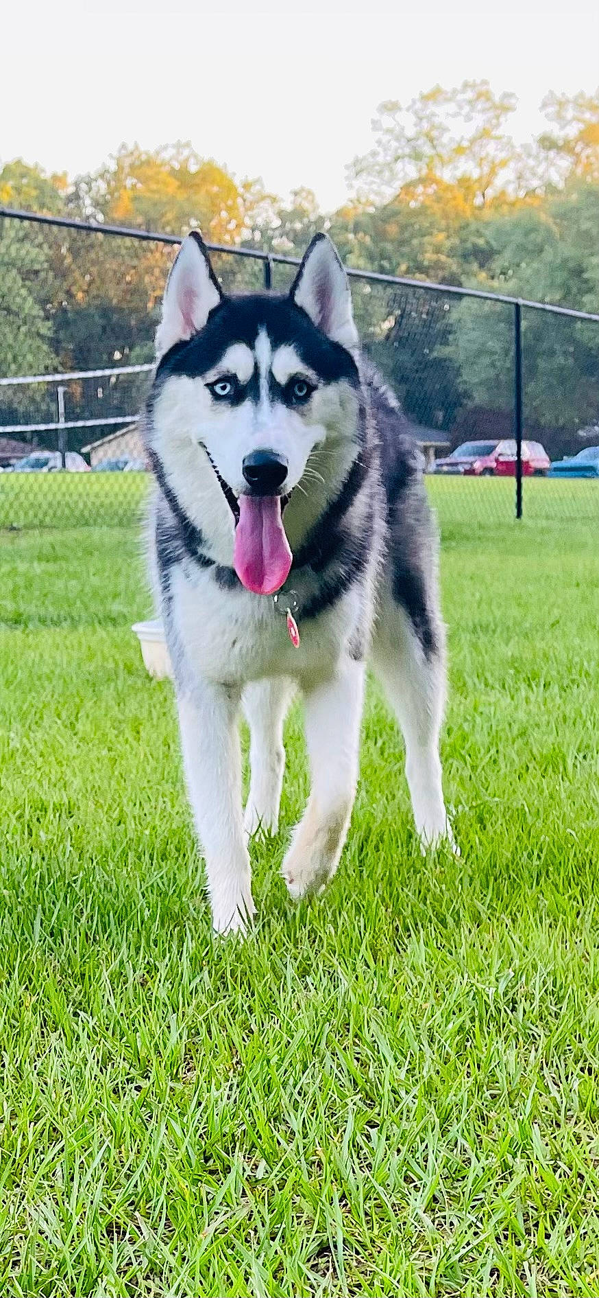 animal, ball, canine, car, dog, football, grass, husky, lawn, nature, outdoors, pet, plant, puppy, soccer, soccerball, sport, transportation, vehicle, yard
