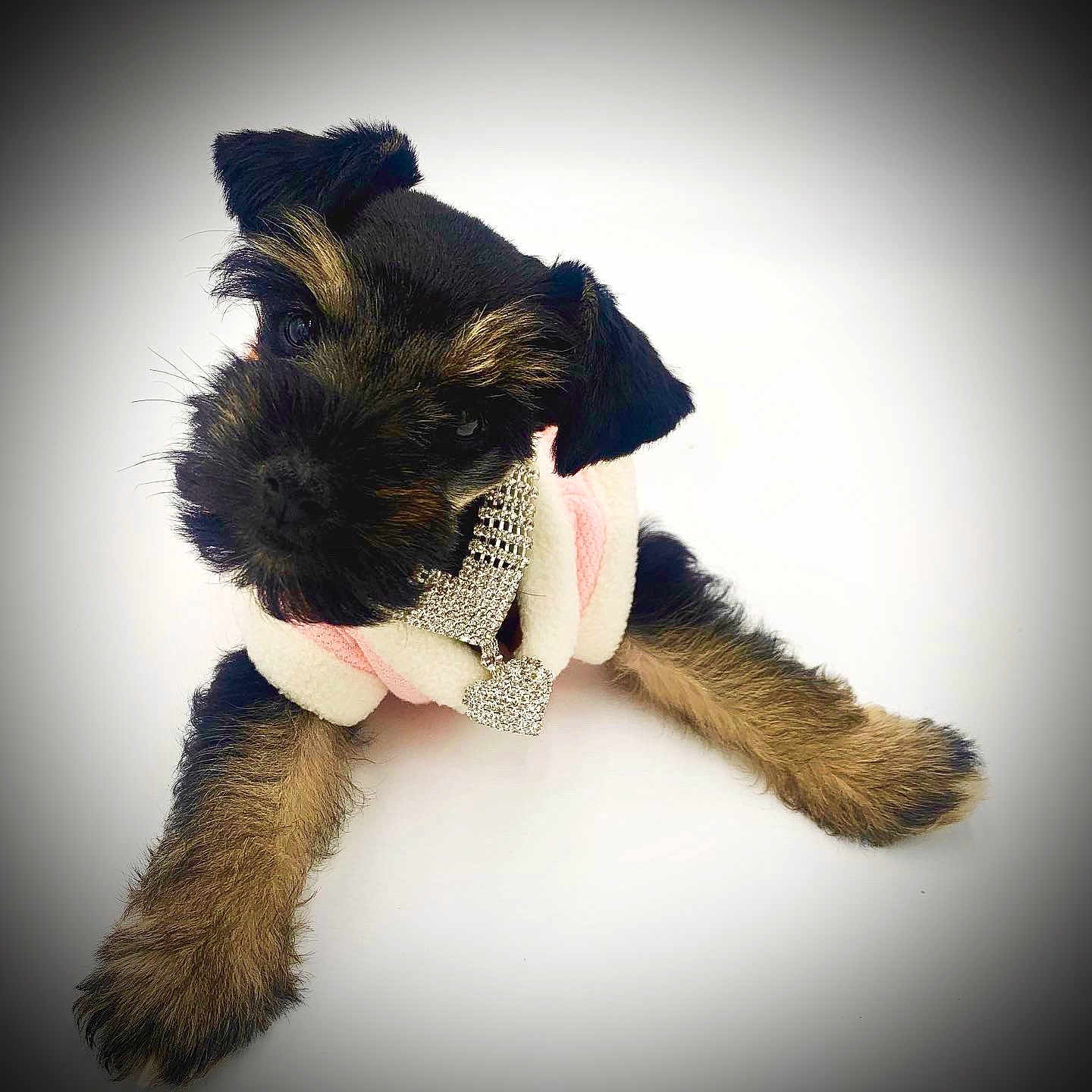 Oreo joined the competition — help win amazing prizes! affenpinscher, canidae, carnivore, dog, dog_breed, dog_clothes, fur, miniature_schnauzer, puppy, schnauzer, standard_schnauzer, stuffed_toy, tail, terrier