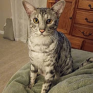 Rascal is registered to the contest to win money with this photo: cat, tabby_cat, pet, animal, sitting, portrait, whiskers, yellow_eyes, striped_fur, short_hair, indoors, blanket, bed, bedroom, dresser, furniture, curtains, cozy, alert, closeup