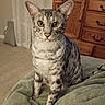 cat, tabby_cat, pet, animal, sitting, portrait, whiskers, yellow_eyes, striped_fur, short_hair, indoors, blanket, bed, bedroom, dresser, furniture, curtains, cozy, alert, closeup