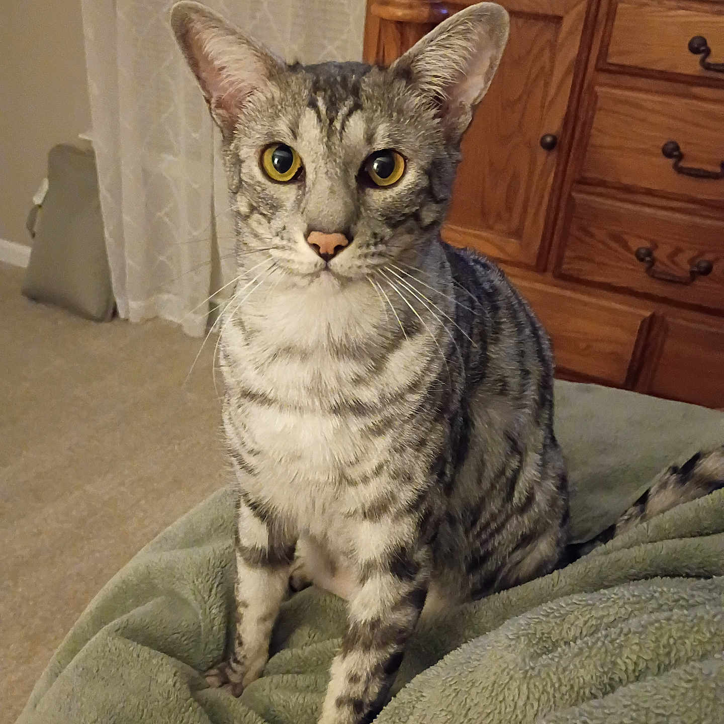 Rascal is registered to the contest to win money with this photo: cat, tabby_cat, pet, animal, sitting, portrait, whiskers, yellow_eyes, striped_fur, short_hair, indoors, blanket, bed, bedroom, dresser, furniture, curtains, cozy, alert, closeup