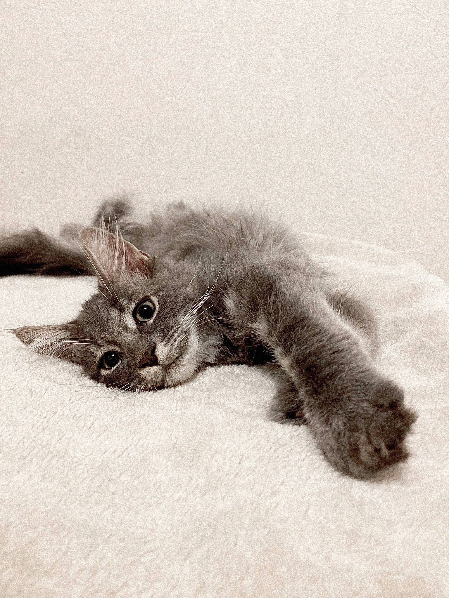 Berlioz a rejoint le concours — aidez-le/la à gagner de superbes lots ! art, black_cat, canidae, carnivore, cat, claw, domestic_short_haired_cat, ear, felidae, fur, gesture, grey, monochrome, monochrome_photography, paw, small_to_medium_sized_cats, snout, tail, whiskers, working_animal