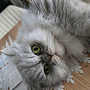 Rocky participe au concours pour gagner de l'argent avec cette photo : cat, persian_cat, fluffy, gray_fur, green_eyes, whiskers, close_up, indoor, wooden_table, lace_doily, curious, pet, animal, feline, domestic_cat, relaxed, lying_down, soft_fur, table, chair