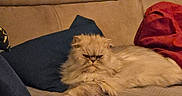 Rocky a rejoint le concours — aidez-le/la à gagner de superbes lots ! cat, fluffy, grumpy, couch, pillow, beige, blue_pillow, red_blanket, indoor, pet, fur, relaxing, animal, home, furniture, resting, mammal, cute, cozy, domestic
