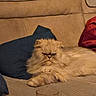 animal, beige, blue_pillow, cat, couch, cozy, cute, domestic, fluffy, fur, furniture, grumpy, home, indoor, mammal, pet, pillow, red_blanket, relaxing, resting