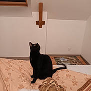 Tigress a rejoint le concours — aidez-le/la à gagner de superbes lots ! animal, bed, bedroom, cat, computer, couch, cross, electronics, furniture, hardwood, indoors, interiordesign, laptop, person, pet, plywood, room, shelf, symbol, wood