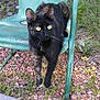 cat, tortoiseshell, animal, outdoor, metal_chair, grass, rocks, yellow_eyes, curious, pet, feline, nature, paw, sitting, green, wildlife, closeup, daylight, garden, playful