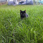 Oprah is registered to the contest to win money with this photo: black_cat, grass, outdoor, bicycle, greenery, pet, animal, nature, yard, fence, tent, curious, sitting, eyes, mammal, domestic_cat, field, summer, garden, backyard