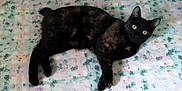 Oprah is registered to the contest to win money with this photo: alert, animal, bedspread, cat, companion, cute, domestic, eyes, feline, floral_pattern, fur, indoor, laying, mammal, pet, relaxed, resting, sleeping_area, tortoiseshell, whiskers