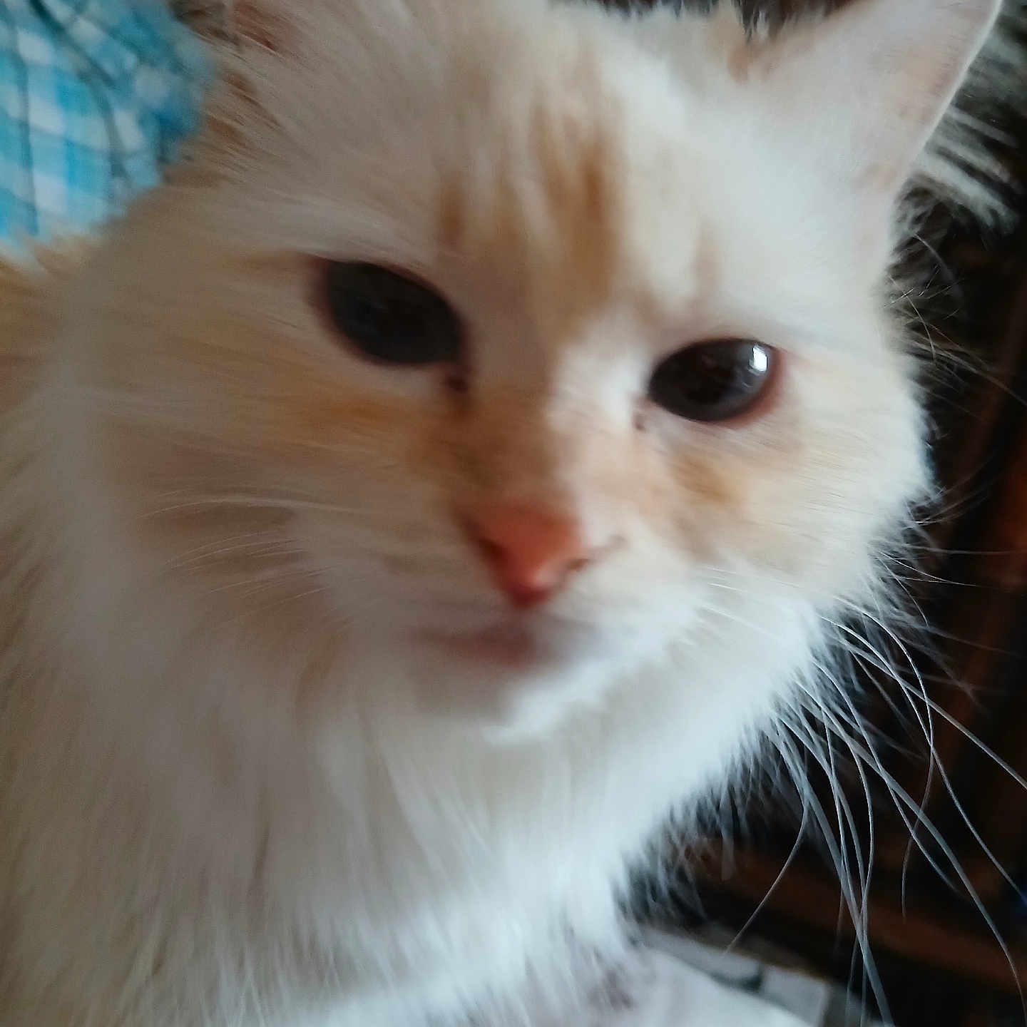 Keke Agusta is registered to the contest to win money with this photo: animal, blurred_background, cat, close_up, cream_colored, cute, domestic_cat, eyes, face, feline, fluffy, fur, indoor, looking, nose, pet, portrait, soft, whiskers, white_cat