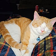 Binx joined the competition — help win amazing prizes! cat, orange_cat, white_cat, sleeping, collar, pet_tag, plaid_blanket, cozy, indoor, feline, resting, cute, domestic_animal, fur, whiskers, paw, tail, comfort, relaxation, animal