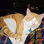 cat, orange_cat, white_cat, sleeping, collar, pet_tag, plaid_blanket, cozy, indoor, feline, resting, cute, domestic_animal, fur, whiskers, paw, tail, comfort, relaxation, animal