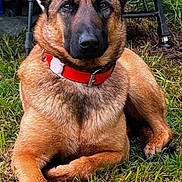 Saya participe au concours pour gagner de l'argent avec cette photo : dog, german_shepherd, canine, pet, outdoor, grass, red_collar, sitting, lying_down, portrait, large_dog, pointed_ears, brown_fur, black_mask, watchful, camping, chair, garden, natural_light, animal_photography
