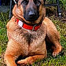 dog, german_shepherd, canine, pet, outdoor, grass, red_collar, sitting, lying_down, portrait, large_dog, pointed_ears, brown_fur, black_mask, watchful, camping, chair, garden, natural_light, animal_photography