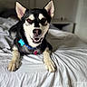 bed, bedding, bedroom, black_and_white, blue_collar, canine, dog, front_paws, fur, happy, husky, indoor, lying_down, mixed_breed, open_mouth, pet, pet_tag, portrait, smiling, upright_ears