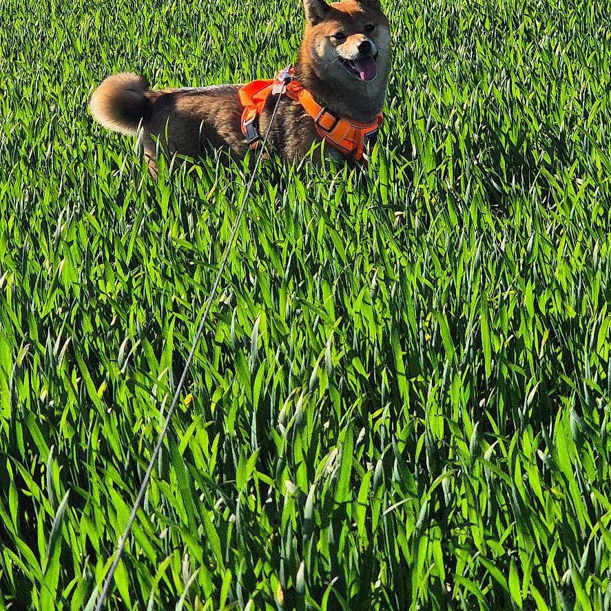 Kitsune a rejoint le concours — aidez-le/la à gagner de superbes lots ! animal, canine, countryside, dog, field, flower, grass, grassland, land, lawn, meadow, nature, outdoors, pet, plant, puppy, rural, summer, tree, vegetation