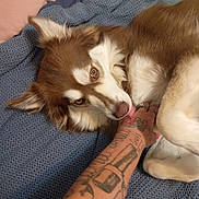 Cookie joined the competition — help win amazing prizes! dog, brown_and_white, tongue_out, tattooed_hand, blue_blanket, indoor, pet, lying_down, close_up, fur, paw, comfort, human_interaction, animal, relaxed, friendly, skin, texture, casual, resting
