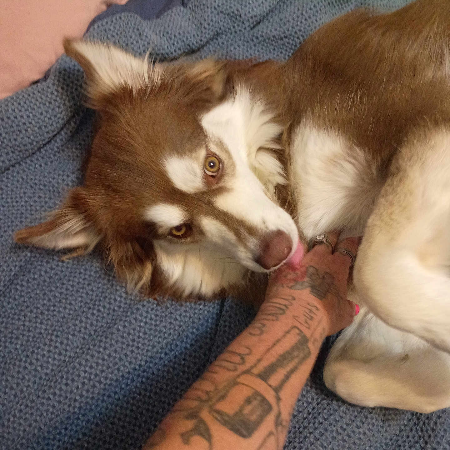 Cookie joined the competition — help win amazing prizes! dog, brown_and_white, tongue_out, tattooed_hand, blue_blanket, indoor, pet, lying_down, close_up, fur, paw, comfort, human_interaction, animal, relaxed, friendly, skin, texture, casual, resting