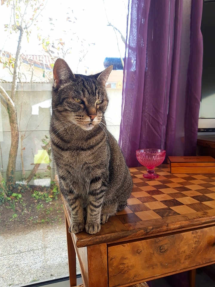Mysti