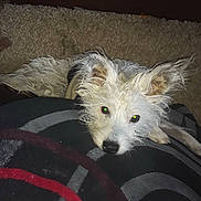 Moana is registered to the contest to win money with this photo: blanket, carpet, companion, cozy, dog, ears, flash_glare, indoor, living_room, looking_up, nose, patterned_blanket, paw, pet, portrait, resting, scruffy, shag_rug, wet_fur, white_fur