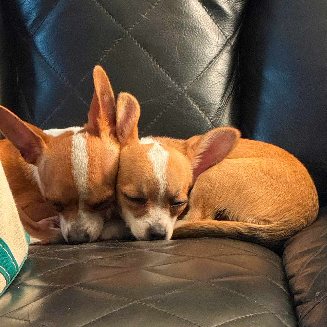Winnie And Charlie joined the competition — help win amazing prizes! animal, brown, chihuahua, companion, couch, cozy, cute, dog, domestic, ears, fur, indoor, leather, pets, relaxing, resting, sleeping, snuggling, two_dogs, white