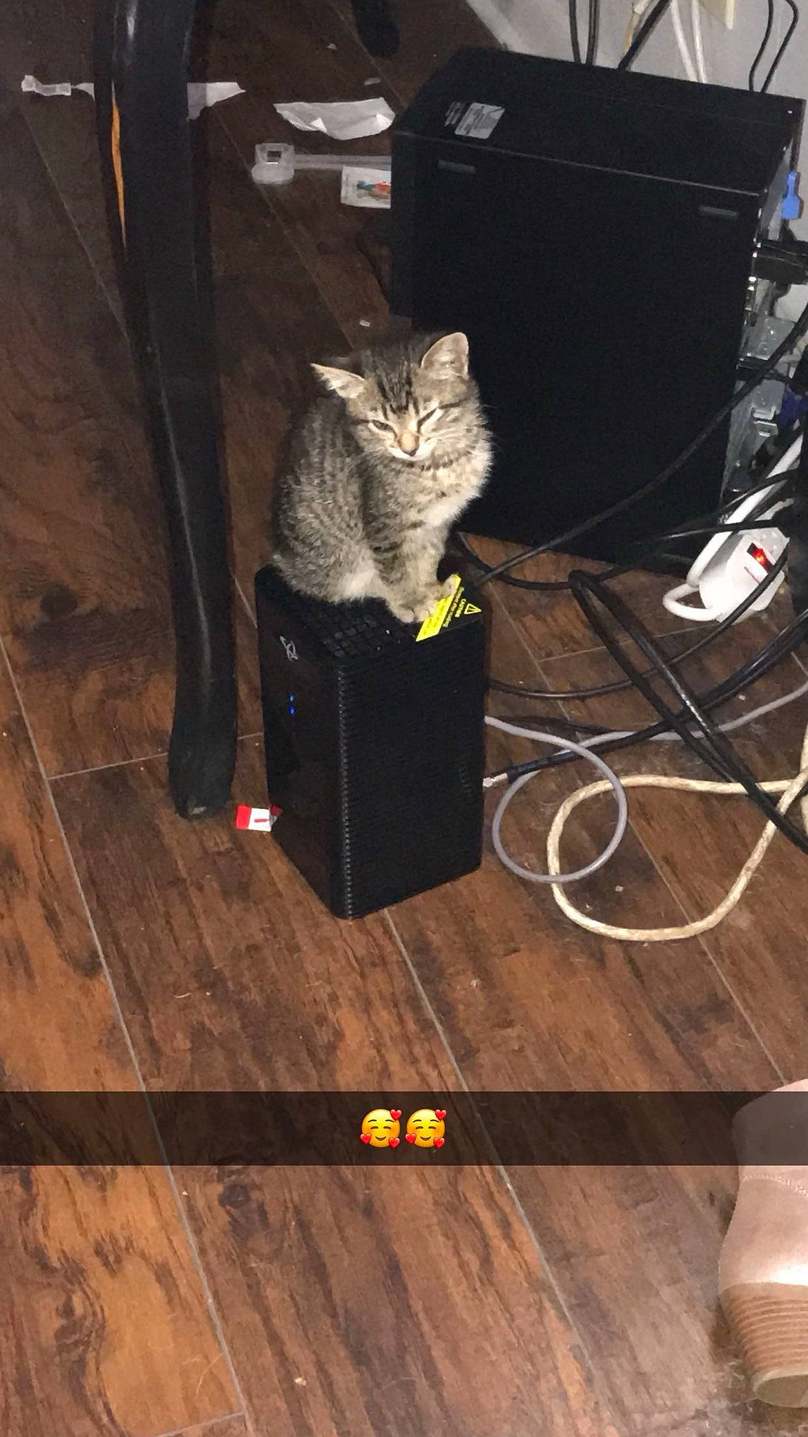 Abby joined the competition — help win amazing prizes! carnivore, cat, darkness, domestic_short_haired_cat, event, felidae, floor, flooring, fur, hardwood, laminate_flooring, plank, room, small_to_medium_sized_cats, tail, varnish, whiskers, wood, wood_flooring, wood_stain