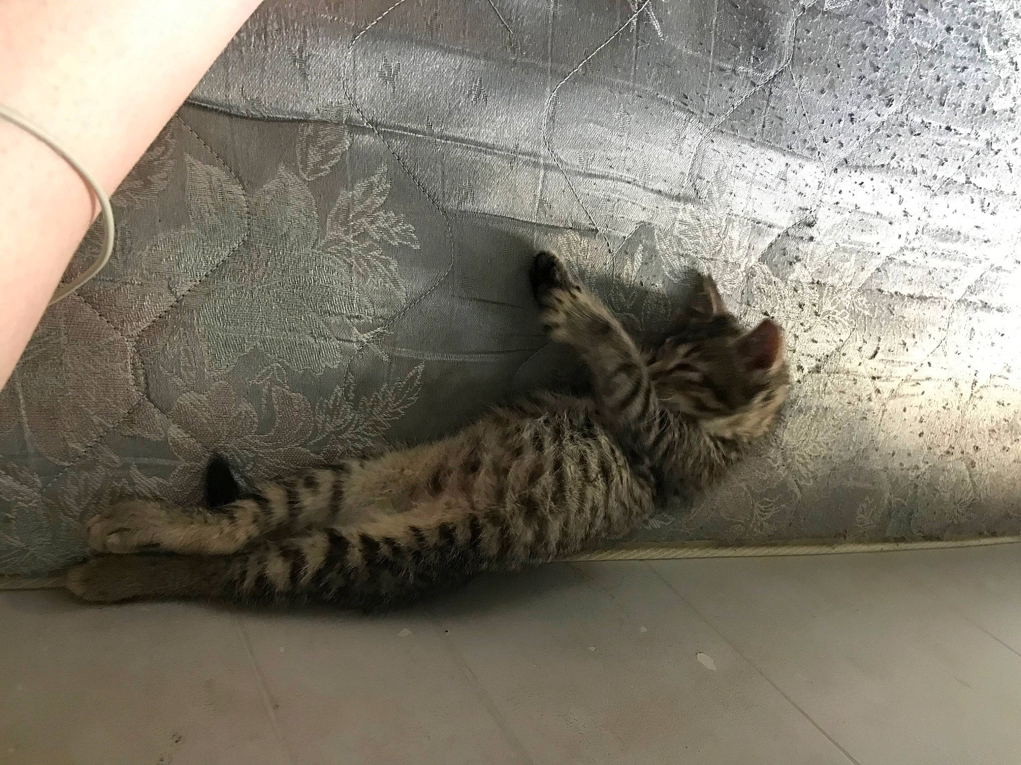 Abby is registered to the contest to win money with this photo: big_cats, carnivore, cat, claw, comfort, domestic_short_haired_cat, eye, fawn, felidae, flooring, foot, fur, human_leg, nap, paw, small_to_medium_sized_cats, tail, terrestrial_animal, whiskers, wood