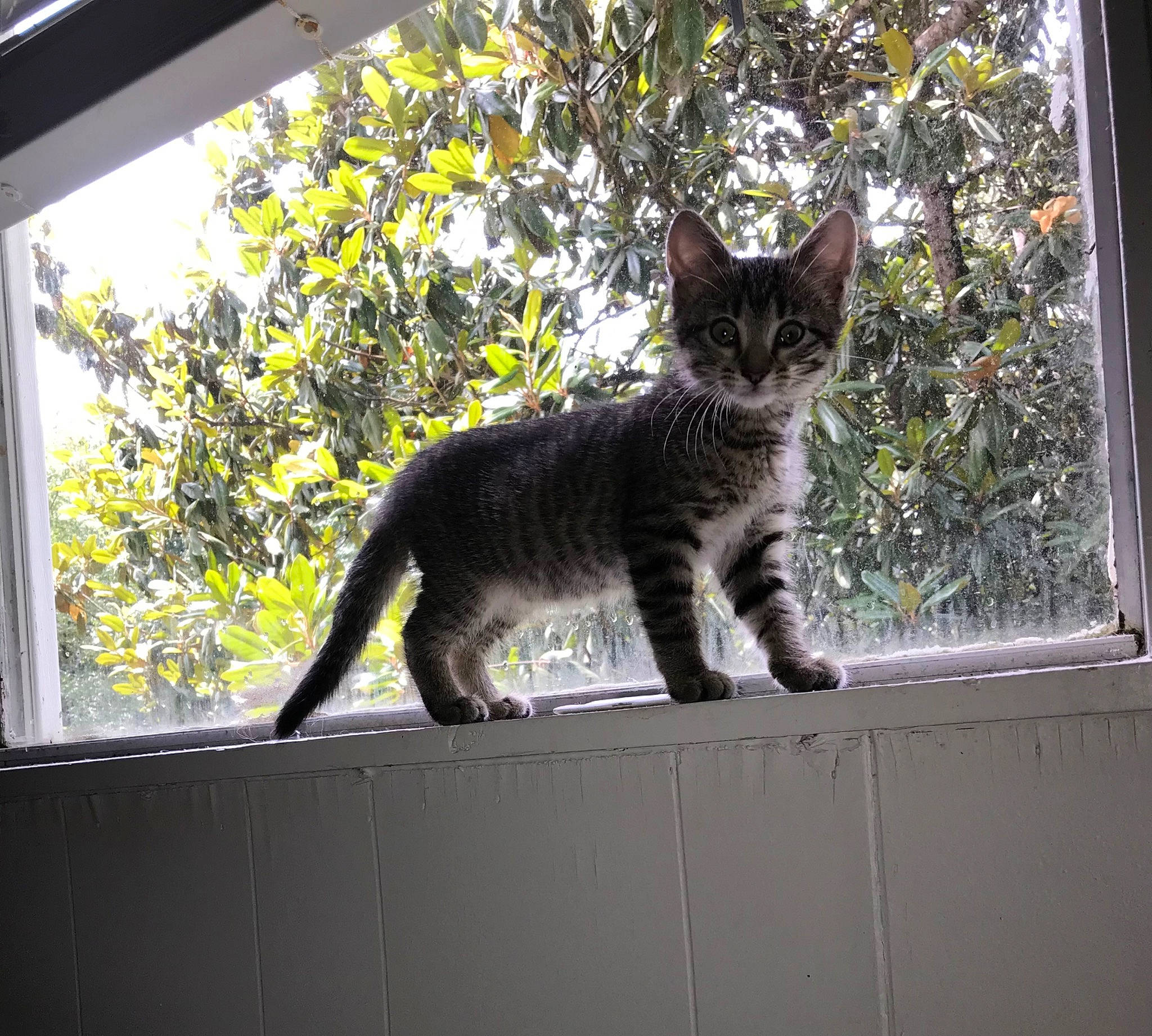 Abby joined the competition — help win amazing prizes! black_cat, carnivore, cat, domestic_short_haired_cat, felidae, fur, grass, lynx, plant, small_to_medium_sized_cats, snout, tail, tints_and_shades, tree, trunk, twig, whiskers, wildlife, window, wood