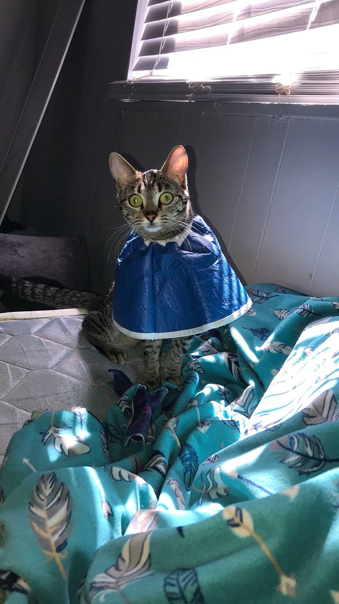 Abby joined the competition — help win amazing prizes! art, carnivore, cat, cg_artwork, dress, electric_blue, event, fashion_accessory, felidae, fictional_character, figurine, formal_wear, fur, glass, sitting, small_to_medium_sized_cats, sunglasses, tail, toy, whiskers