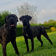 Paco Et Kali a rejoint le concours — aidez-le/la à gagner de superbes lots ! alert, animal, brindle, canine, daylight, dog, ears, fur, grass, greenery, mammal, nature, outdoor, park, pets, snout, standing, tail, tongue, two_dogs