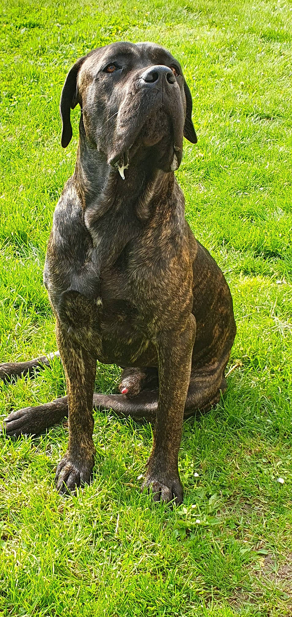 Paco participe au concours pour gagner de l'argent avec cette photo : art, canidae, carnivore, companion_dog, dog, dog_breed, fawn, grass, grassland, groundcover, guard_dog, liver, monument, plant, sculpture, snout, sporting_group, tail, terrestrial_animal, working_animal