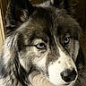 Jaxon joined the competition — help win amazing prizes! alert, animal, blue_eyes, canine, close_up, companion, cute, dog, domestic_animal, ears, face, fluffy, focused, fur, husky, indoor, muzzle, pet, portrait, whiskers