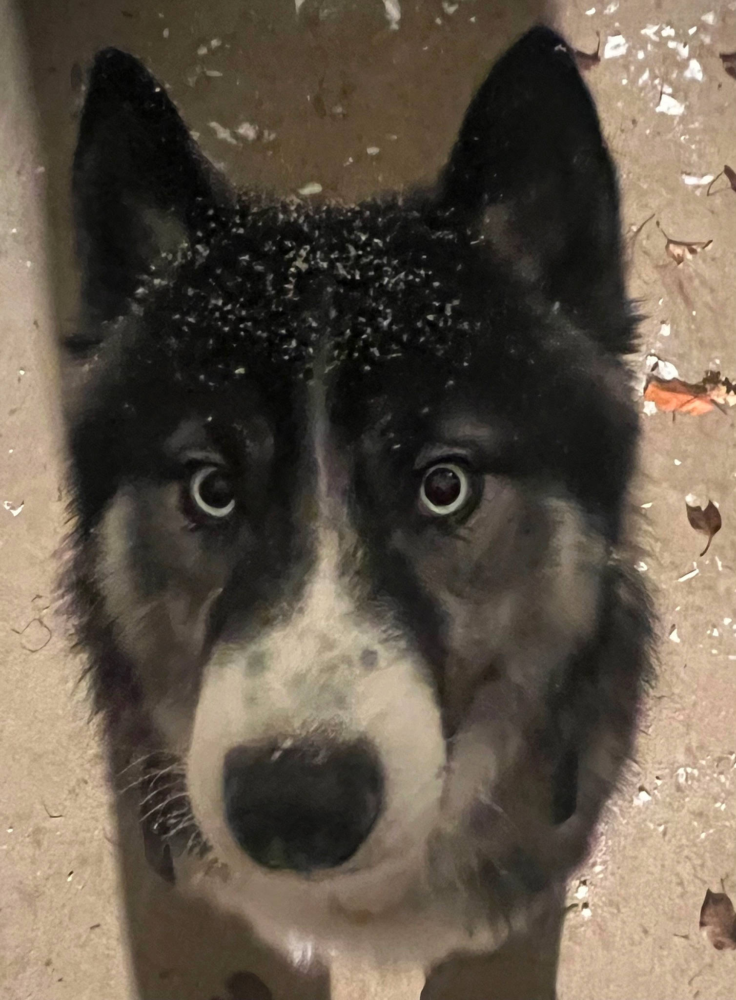 Jaxon is registered to the contest to win money with this photo: ancient_dog_breeds, art, canidae, canis, carnivore, companion_dog, dog, dog_breed, fur, herding_dog, monochrome_photography, non_sporting_group, sled_dog, snout, sporting_group, terrestrial_animal, whiskers, wolf, working_animal, working_dog