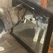 Jaxon joined the competition — help win amazing prizes! animal, brown, cabinet, canine, curious, dog, domestic, floor, furniture, household, husky, indoor, looking, mirror, pet, portrait, reflection, white, wooden_floor, young_dog
